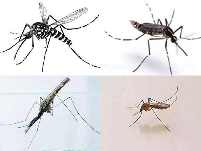 Here is an introduction to Aedes aegypti and Aedes albopictus